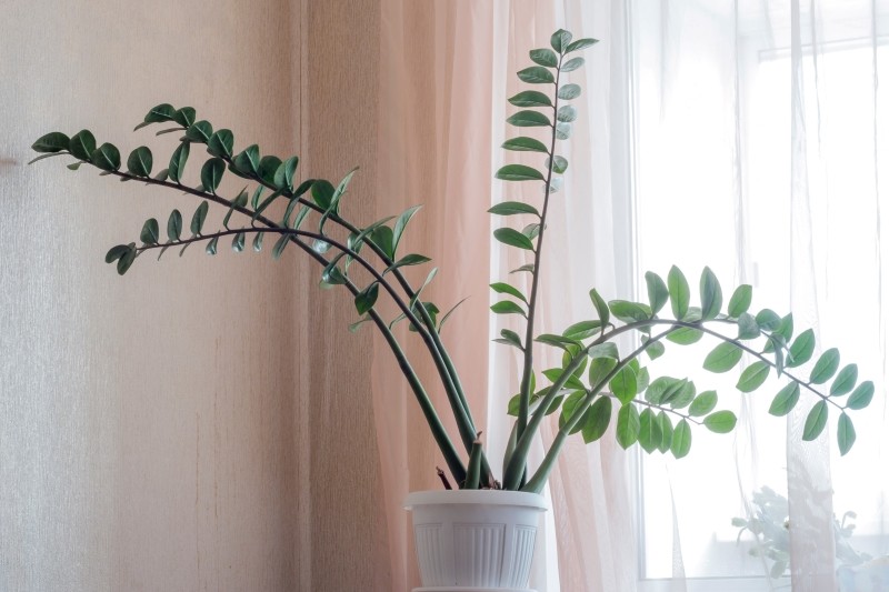 wiosenne nawożenie zamiokulkasa