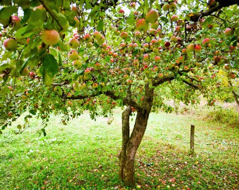 Piędzik przedzimek – niewidoczny szkodnik drzew owocowych. Naturalne sposoby zwalczania