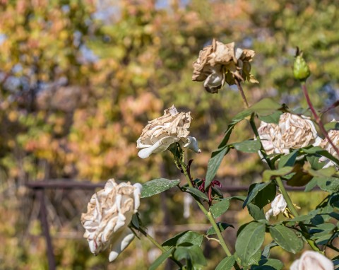 Przycinanie i przyginanie róż w grudniu. Dzięki temu przetrwają zimę, a w sezonie będą lepiej kwitły