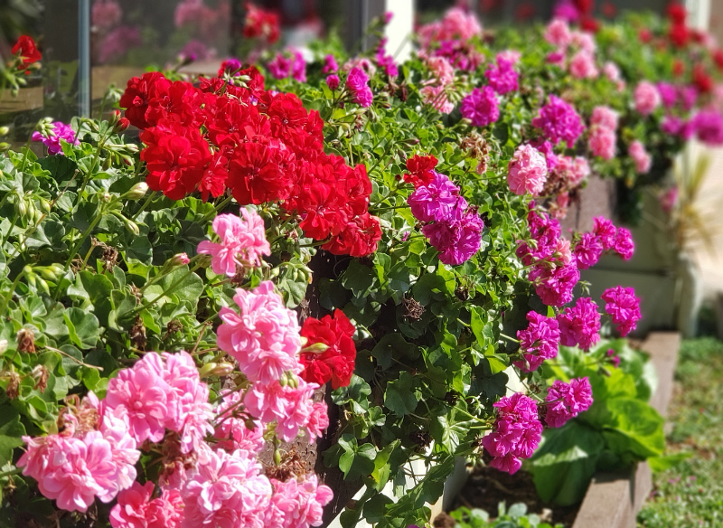 Rośliny, Pelargonie