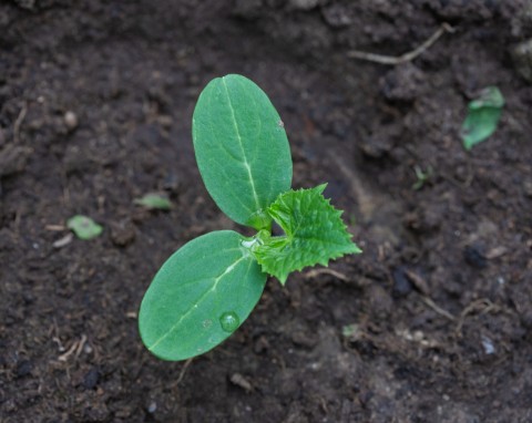Zbieraj przez całą zimę i wykorzystaj w sezonie. To świetny nawóz do ogórków i pomidorów