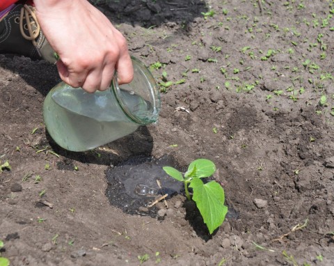 Potasowy nawóz do papryki, pomidorów i ogórków. Zawiążą dużo więcej owoców