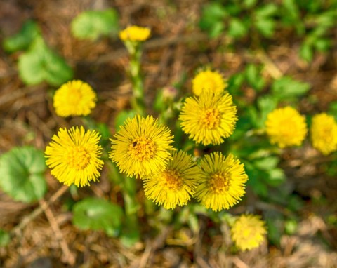 Podbiał pospolity (Tussilago farfara)