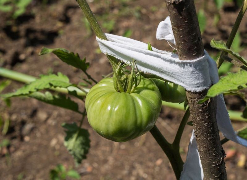 Pomidory możemy sadzić na dwa sposoby.
