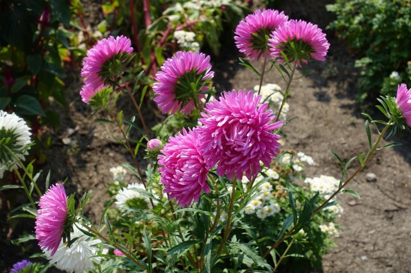 Astry chińskie nie należą do bylin – to rośliny jednoroczne.