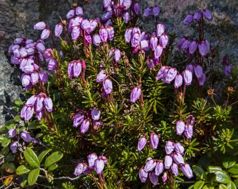 Dabecja kantabryjska (Daboecia cantabrica)