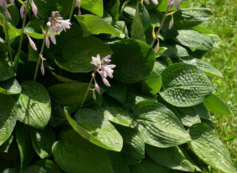Tylko niektóre odmiany funkii dobrze znoszą ekspozycję na słońce.