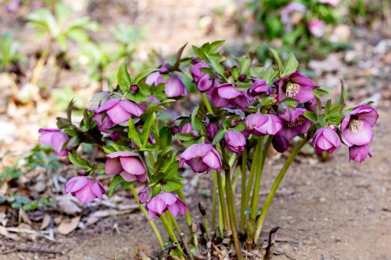 sadzenie ciemierników