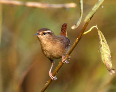 Jak pomóc strzyżykom przetrwać zimę? Zrób prostą budkę lęgową i dokarmiaj tymi smakołykami