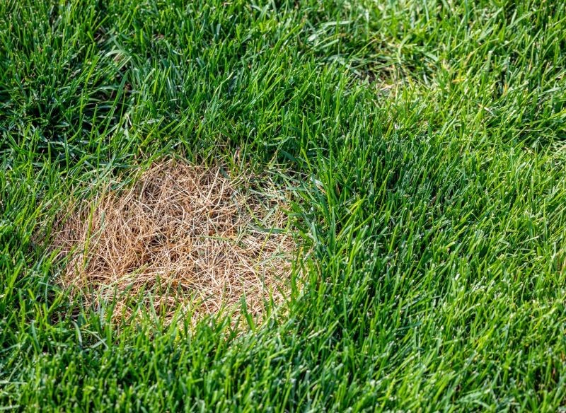 Żółta plamistość traw jest często skutkiem niedoboru substancji pokarmowych.