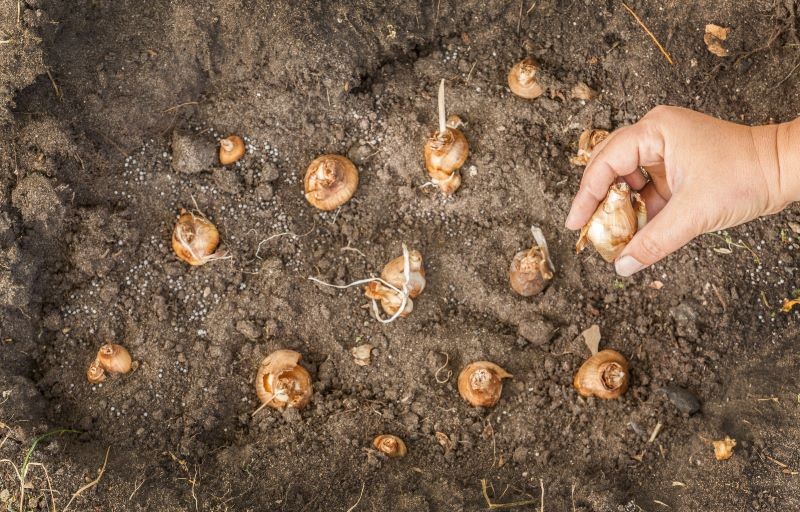 Zaprawiać warto nie tylko nasiona, ale także cebule, np. narcyzów.