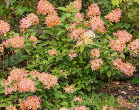 5 rzeczy, które trzeba zrobić przy hortensjach przed przymrozkami. Wiosną każda bujnie zakwitnie