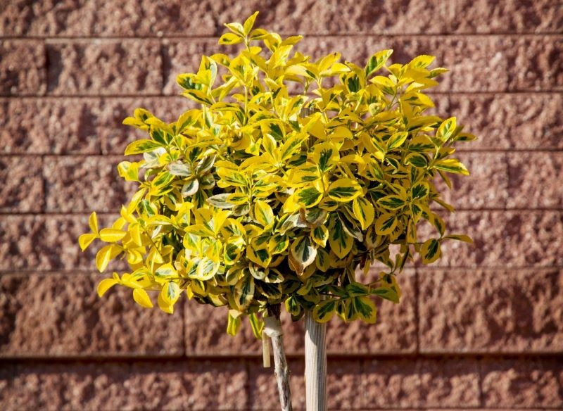 Trzmielina Fortune'a na pniu wygląda efektownie przez cały rok.