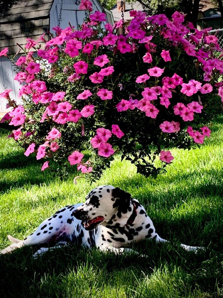 Rośliny, Supertunia Vista - hit na balkon i do ogrodu 2023 - Supertunia Vista to nowa odmiana petunii, która robi furorę na całym świecie. Kwitnie dużo obficiej niż tradycyjne odmiany, jest odporniejsza na choroby i niekorzystną pogodę, a do tego nie trzeba jej obrywać — sama się oczyszcza. Jej pędy dorastają nawet do 1 m długości! To świetna propozycja na letnie balkony, ale też rabaty — posadzona w gruncie robi ogromne wrażenie. 

Źródło zdjęć: Pinterest