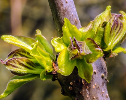 Kiedy przycinać katalpę? Sposoby na cięcie katalpy szczepionej na pniu i rosnącej naturalnie