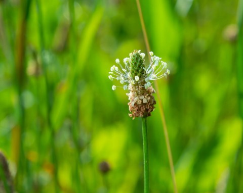 Babka lancetowata (Plantago lanceolata)
