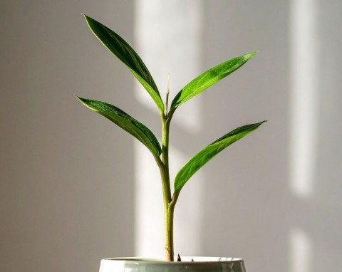 Uprawa imbiru w doniczce. Jak w łatwy sposób wyhodować superkorzeń?