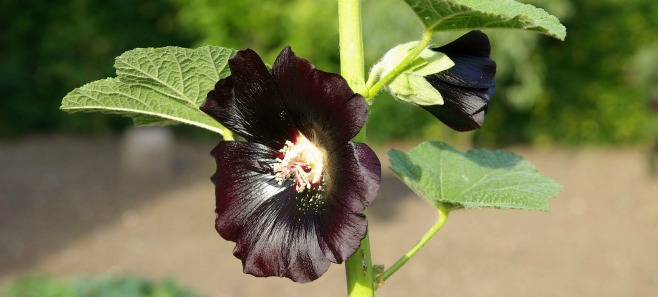 Przyszła moda na rośliny w stylu noir