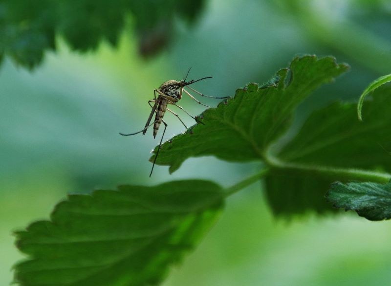 Niektóre rośliny odstraszają komary. Warto je mieć w ogrodzie.