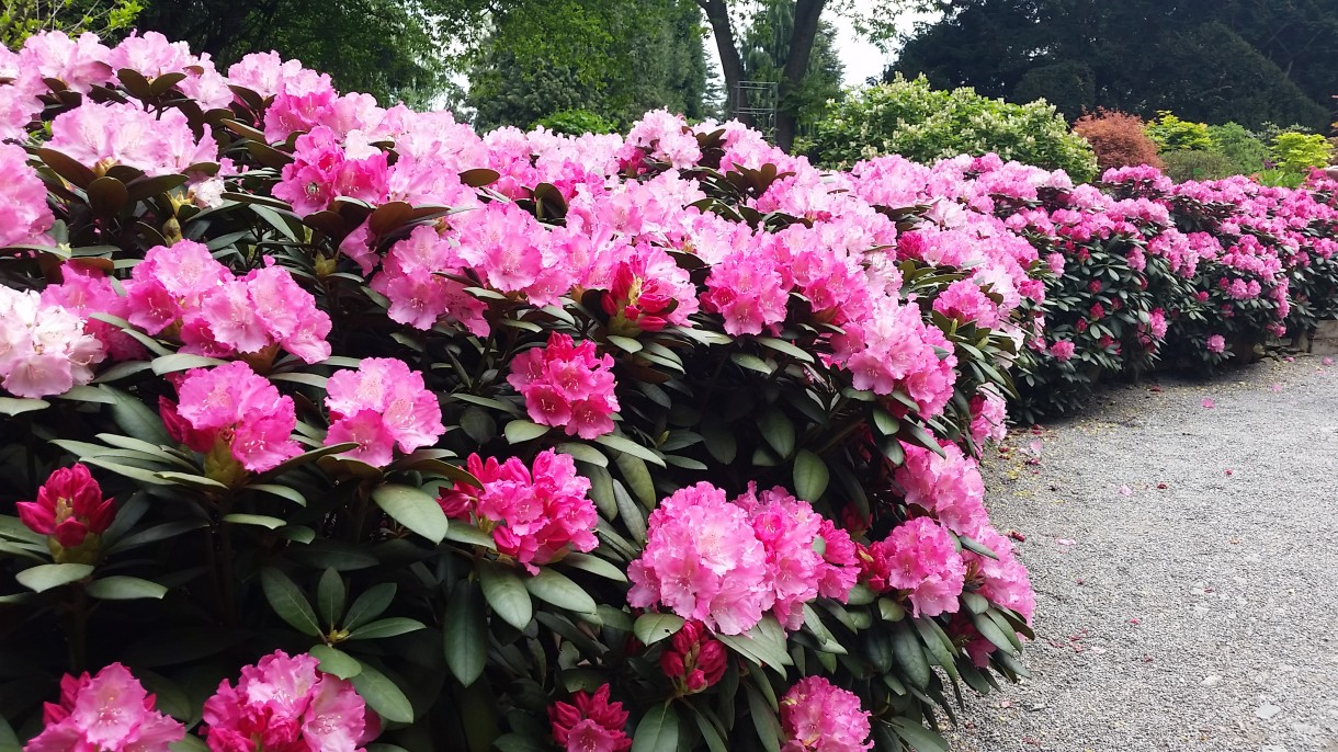 Pozostałe, Zakwitly rozaneczniki i azalie w arboretum