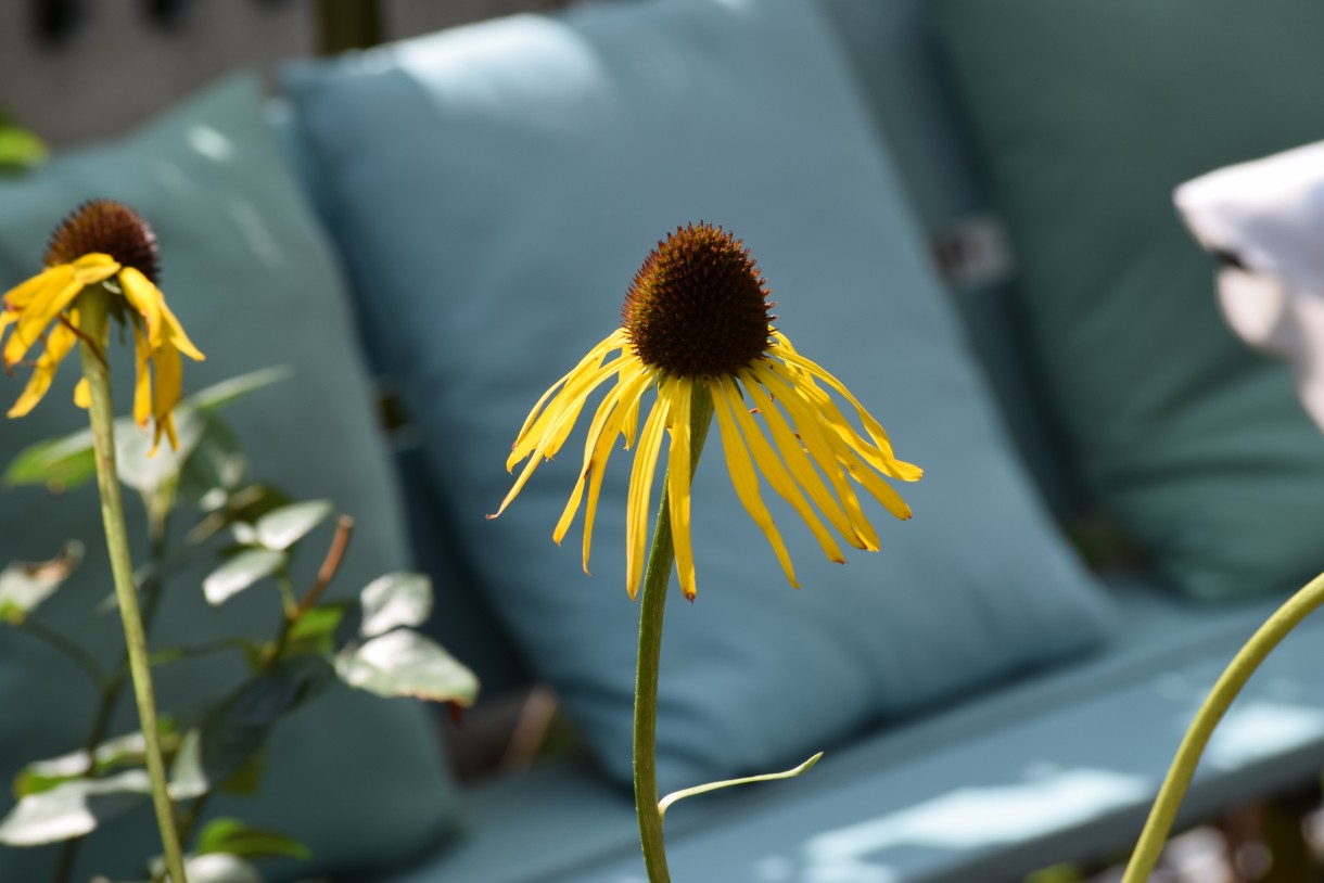 Rośliny, ECHINACEA...