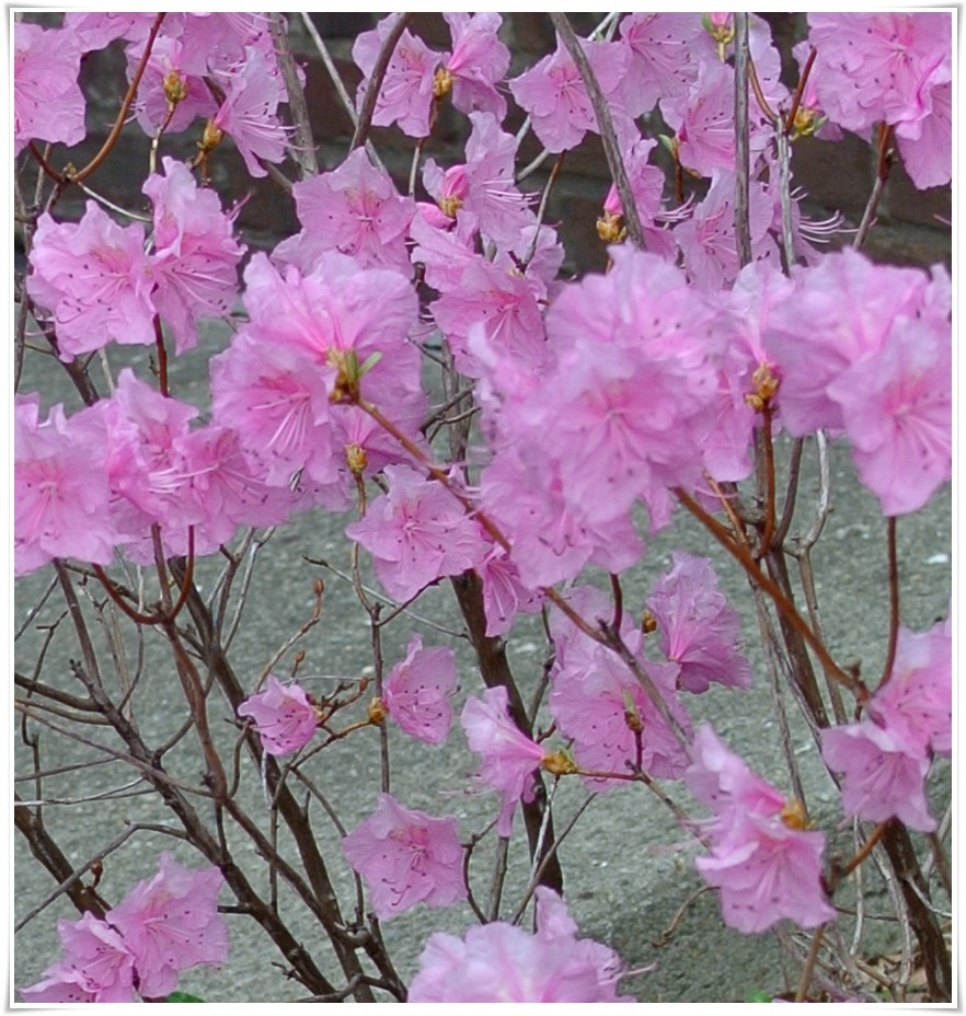 Rośliny, Biegiem po Ogrodzie Botanicznym..