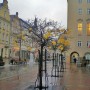 Pozostałe, Spacerkiem po Opolu - rynek jesienny