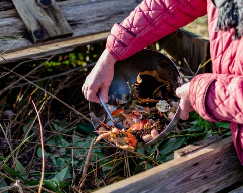 Gryzonie w kompostowniku. Co zrobić, gdy pryzmie pojawią się w nim myszy, nornice albo szczury?