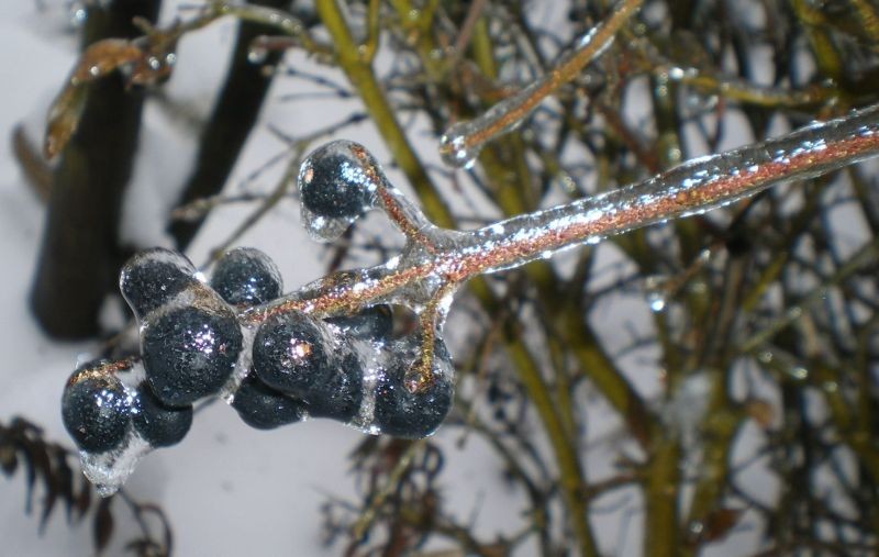 Ogród, Skute lodem