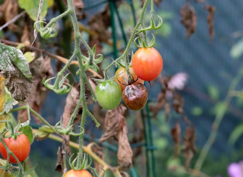 zaraza ziemniaczana na pomidorach