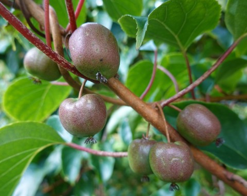 Krzew o czerwonych i zielonych owocach pełnych witamin. Ciekawe odmiany i uprawa mini kiwi (aktinidii)