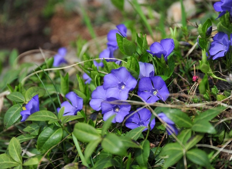 najpiękniejsze rośliny kobiercowe do cienia
