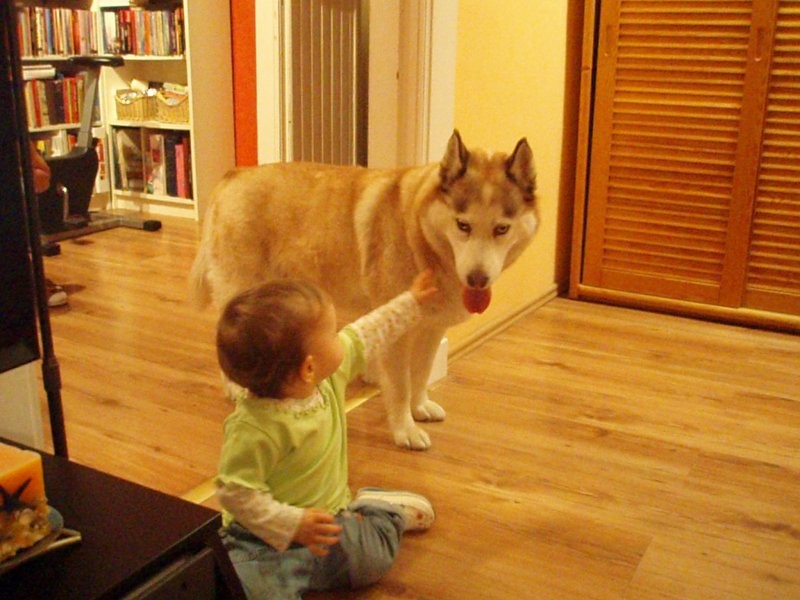 Salon, pies w domu - Baaardzo kocha dzieci! Baaaardzo! a dzieci ją :o)