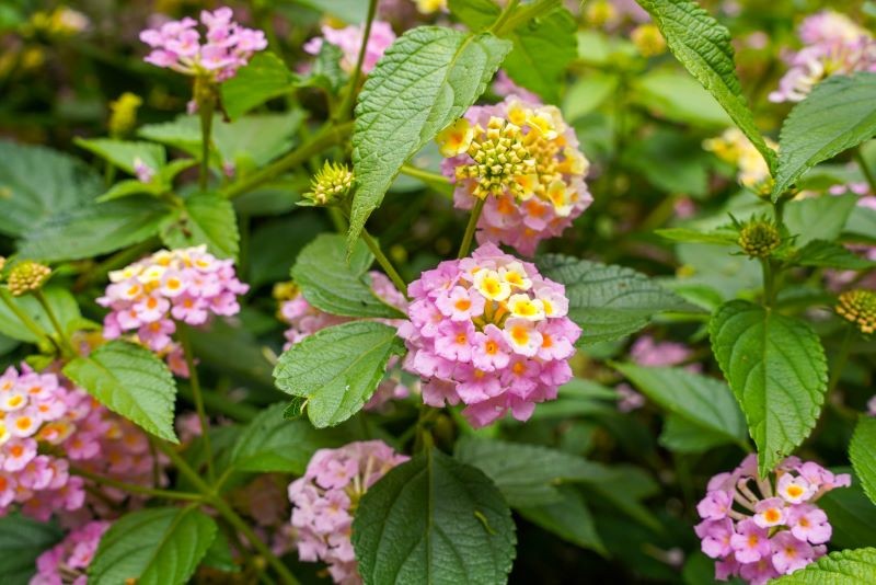 Lantana potrzebuje słonecznego stanowiska.