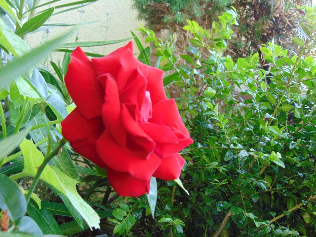 Pozostałe, Czas na róże................ - ..............i róża na balkonie................