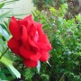 Pozostałe, Czas na róże................ - ..............i róża na balkonie................
