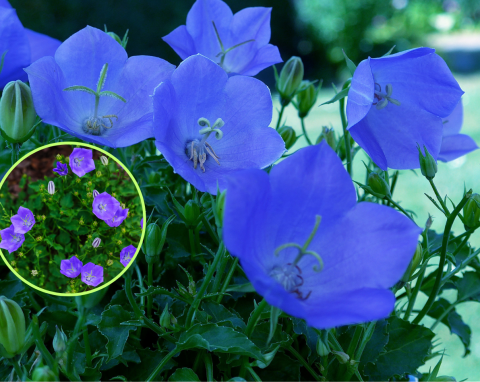 Lazurowoniebieskie kwiaty z Bliskiego Wchodu. Jak uprawiać i pielęgnować dzwonek karpacki?