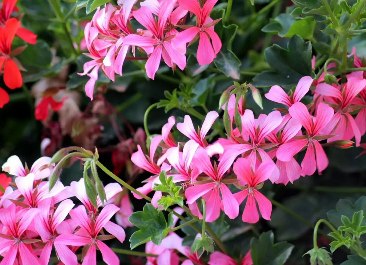 Rośliny, Rozmnażanie pelargonii z nasion