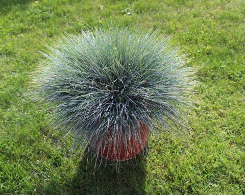 Kostrzewa „Miedzianobrody” (Festuca glauca Sunrise „Miedzianobrody”)