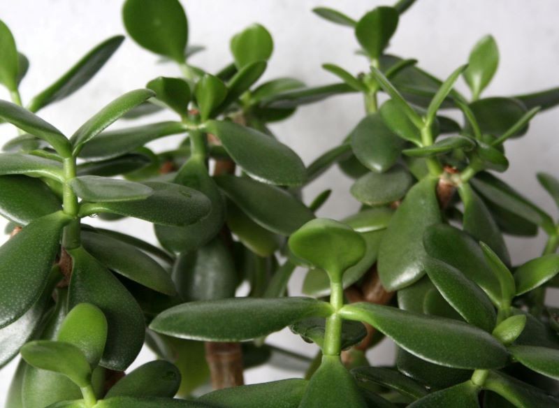 Niewłaściwe podlewanie to częsty błąd w uprawie grubosza.