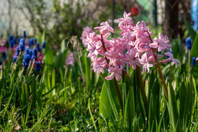 Hiacynty sadzimy do gruntu jesienią.