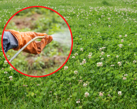 Odwieczny problem właścicieli ogrodów. Jak się pozbyć koniczyny z trawnika?