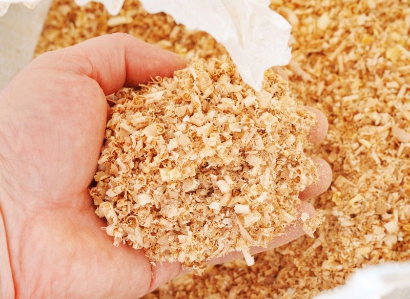 uprawa ogórków w trocinach