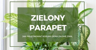 Zielony parapet - jak pielęgnować rośliny doniczkowe zimą?