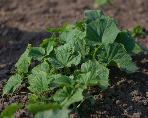 Płodozmian po ogórkach. Dobrze zaplanuj, bo nie wszystko urośnie w tej ziemi