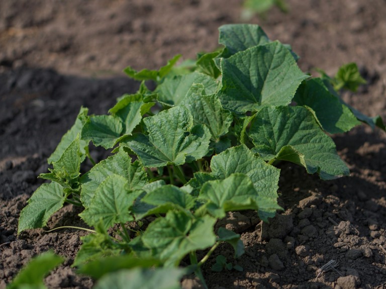 Płodozmian po ogórkach. Dobrze zaplanuj, bo nie wszystko urośnie w tej ziemi
