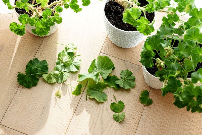 jak rozmnożyć pelargonie 