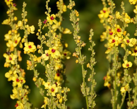 Dziewanna pospolita (Verbascum nigrum)