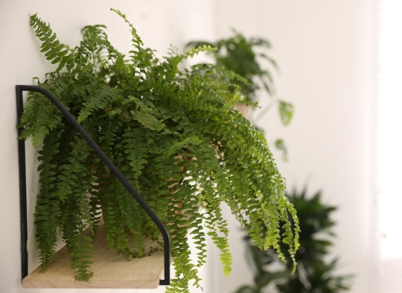 jakie rośliny ułatwiają zasypianie