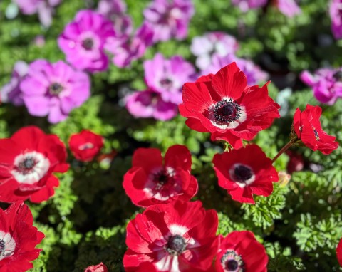 Kwiaty przypominają maki, ale mają dużo więcej kolorów. Ta bylina przyciągnie wzrok każdego